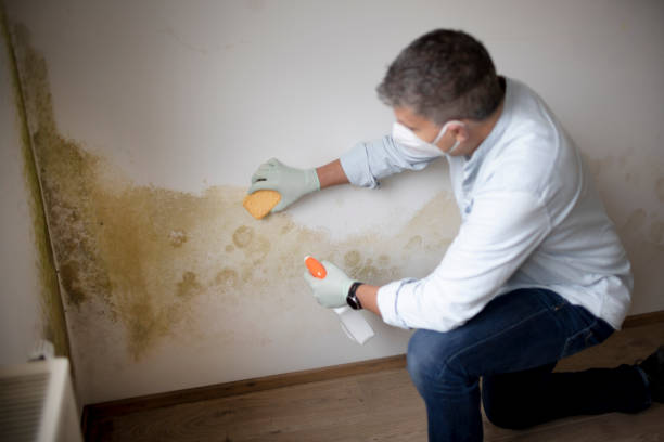 Best Environmental Consulting for Mold Prevention  in Marshall, MI