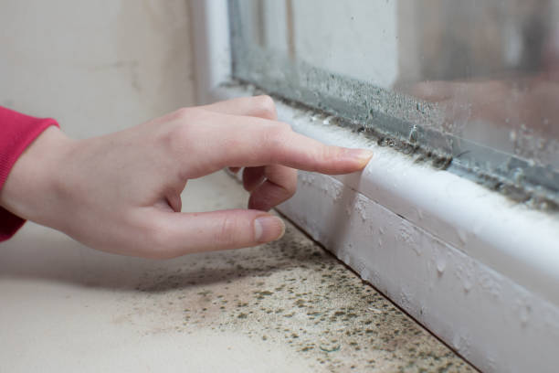 Best Mold-Related Health Consultation  in Marshall, MI